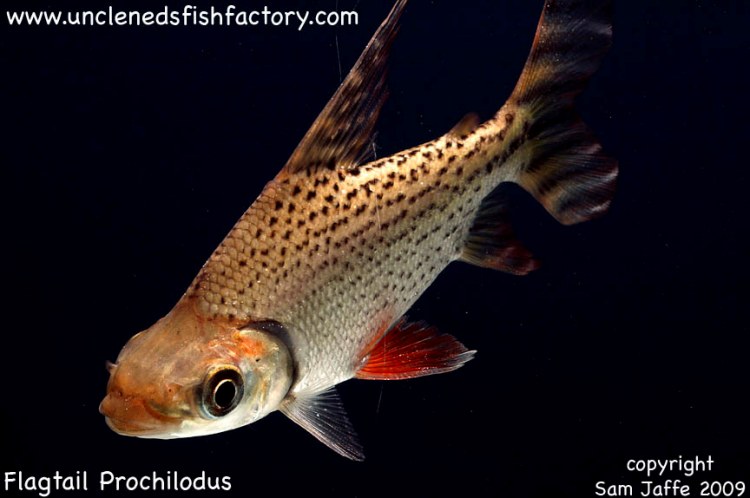 Semaprochilodus taeniurus